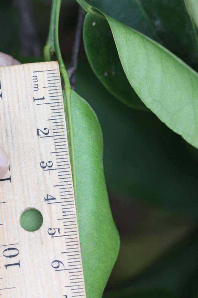              Unifoliolate leaf (Riverside, CA)       
